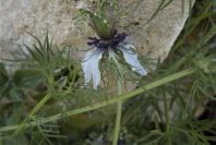2008-03-23-243-Nigella-arvensis