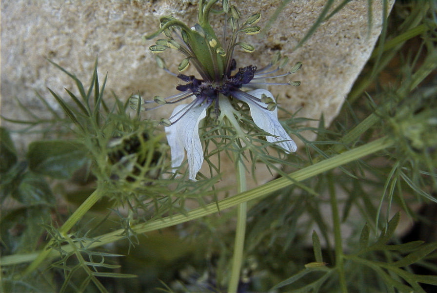 2008-03-23-243-Nigella-arvensis