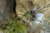 2008-03-23-244-Nigella-arvensis