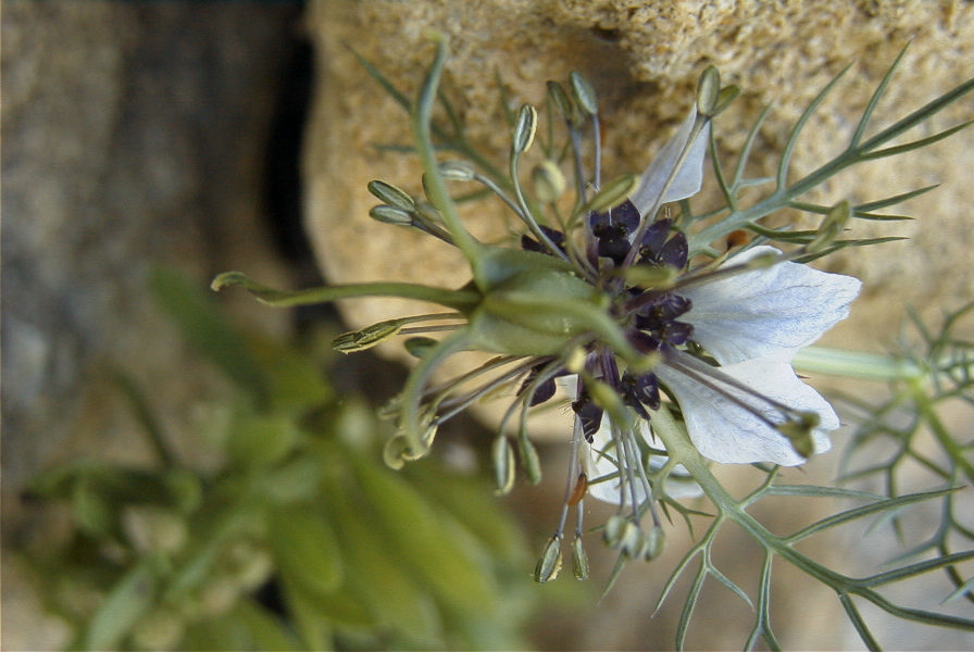 2008-03-23-244-Nigella-arvensis