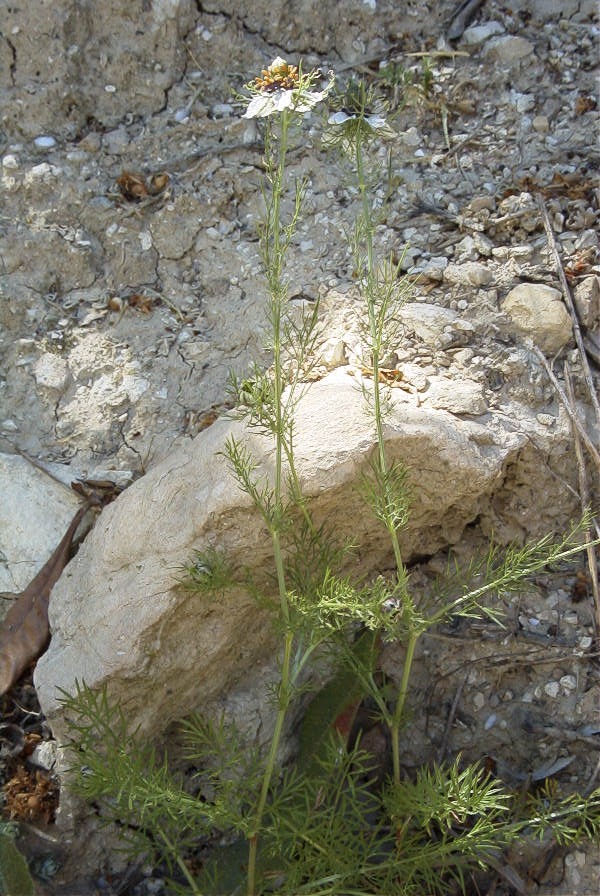 2008-03-23-245-Nigella-arvensis