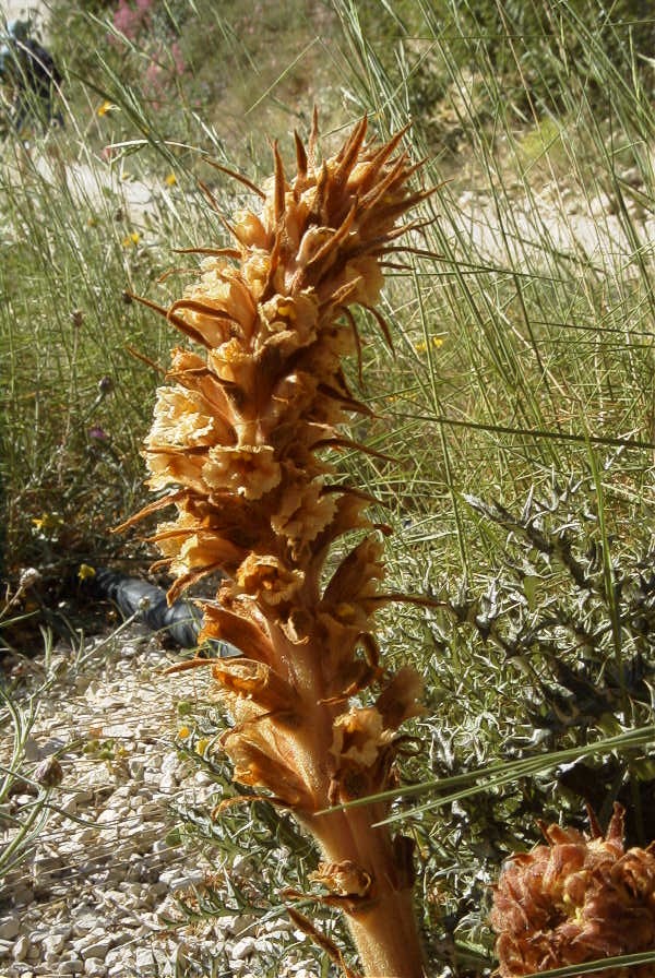 2008-03-23-246-Orobanche