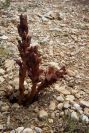 2008-03-23-247-Orobanche