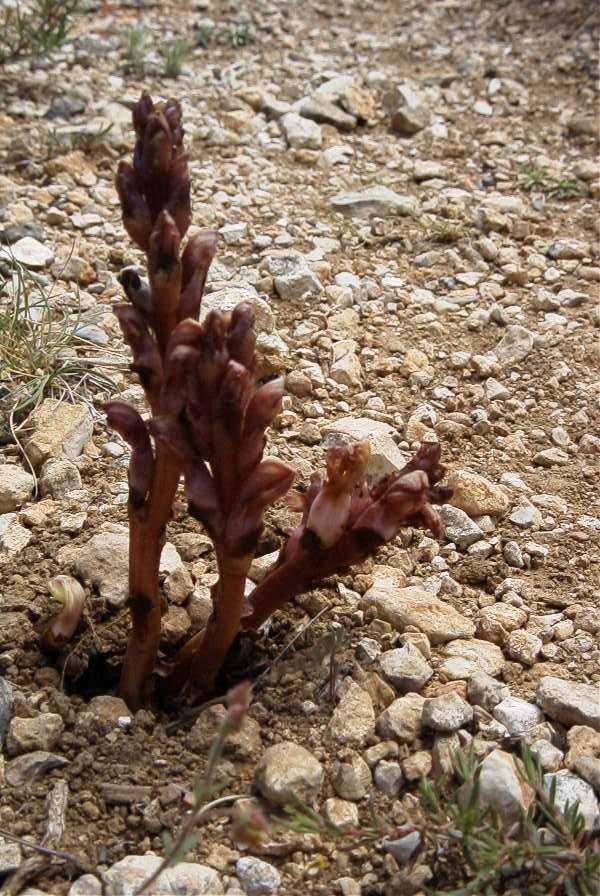 2008-03-23-247-Orobanche