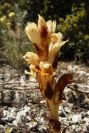 2008-03-23-248-Orobanche
