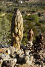 2008-03-23-249-Orobanche