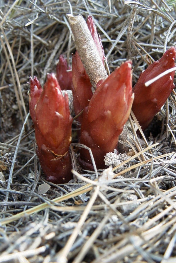 2008-03-23-250-Orobanche
