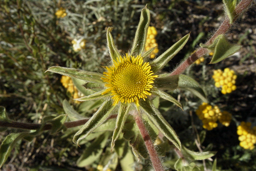 2008-03-23-251-Pallensis-spinosa