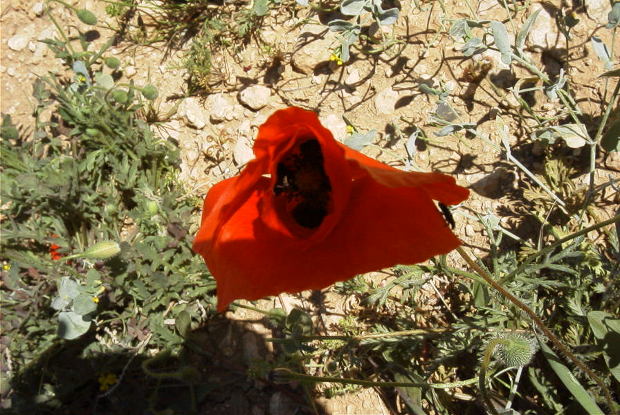 2008-03-23-253-Papaver-rhoeas