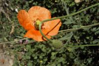 2008-03-23-254-Papaver
