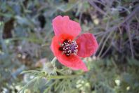 2008-03-23-255-Papaver-rhoeas