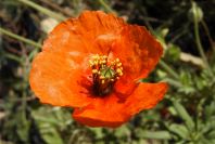 2008-03-23-256-Papaver