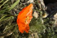2008-03-23-257-Papaver