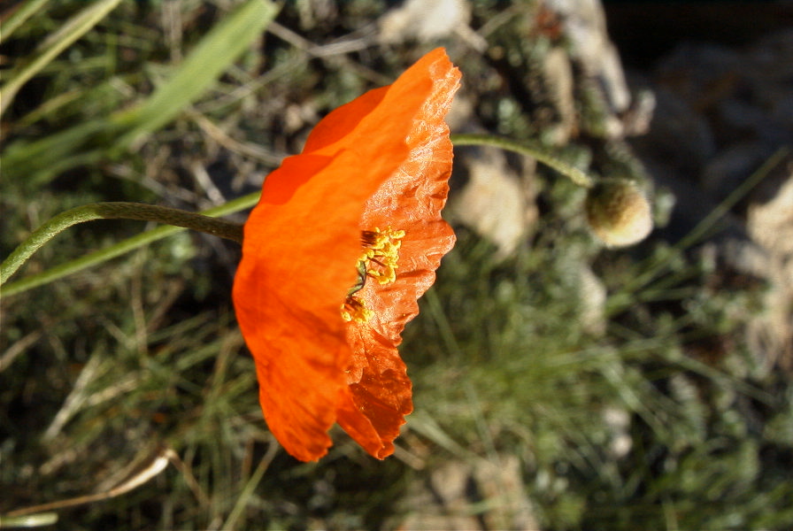 2008-03-23-257-Papaver