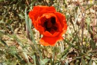2008-03-23-258-Papaver