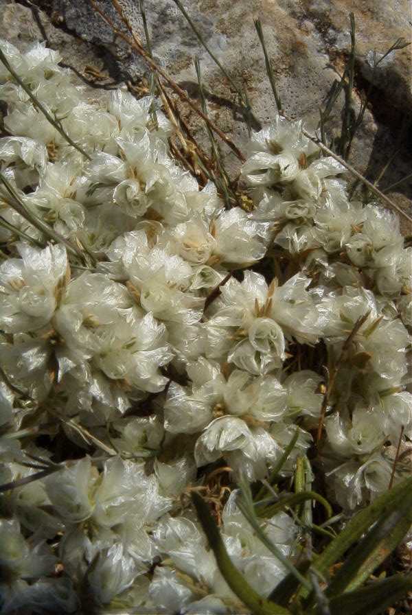 2008-03-23-259-Paronychia-argentea
