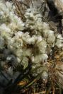 2008-03-23-260-Paronychia-argentea