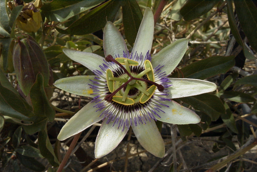 2008-03-23-261-Passiflora