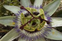 2008-03-23-262-Passiflora