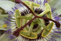 2008-03-23-263-Passiflora