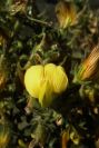 2008-03-23-264-Pea