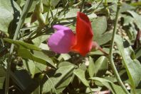 2008-03-23-265-Pea