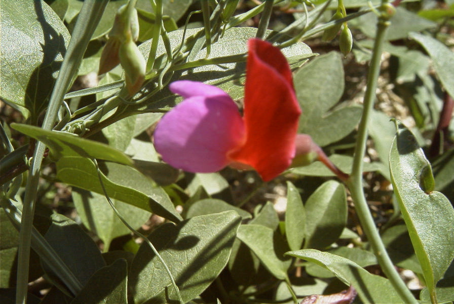 2008-03-23-265-Pea