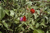2008-03-23-266-Pea