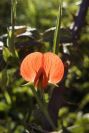 2008-03-23-267-Pea