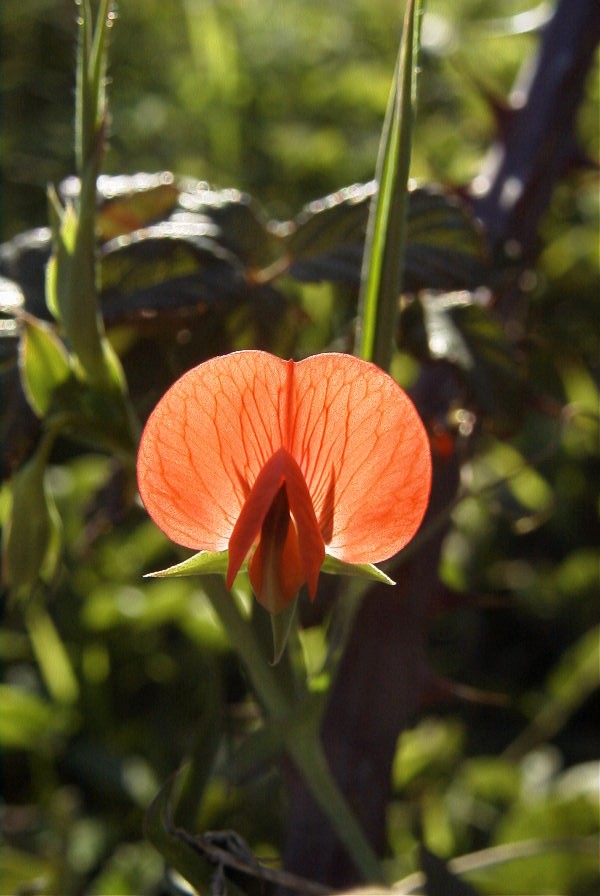 2008-03-23-267-Pea