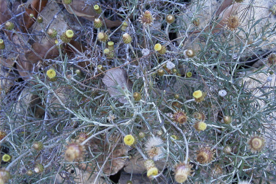 2008-03-23-268-Phangnalon-rupestre