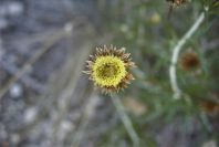 2008-03-23-269-Phangnalon-rupestre