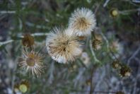 2008-03-23-270-Phangnalon-rupestre