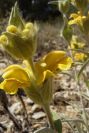 2008-03-23-271-Phlomis-lychnitis