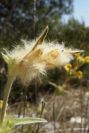 2008-03-23-272-Phlomis-lychnitis