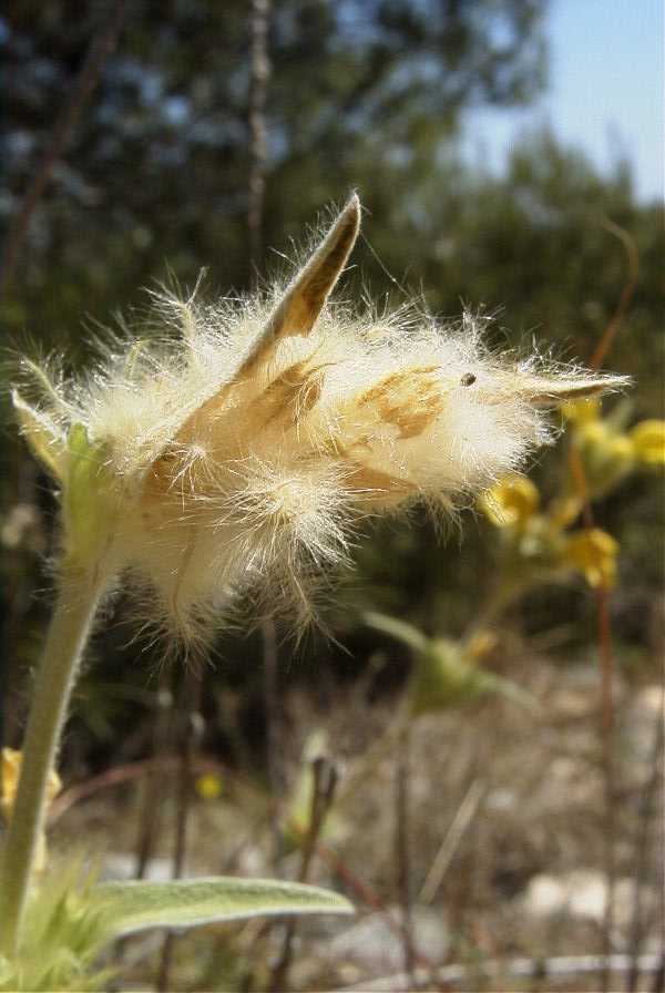 2008-03-23-272-Phlomis-lychnitis