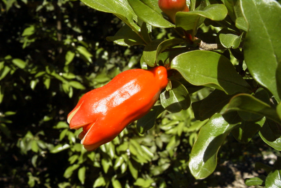 2008-03-23-273-Pomegranate
