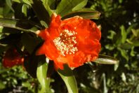 2008-03-23-274-Pomegranate
