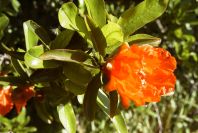 2008-03-23-275-Pomegranate