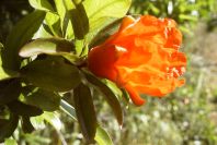 2008-03-23-276-Pomegranate