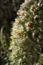 2008-03-23-280-Reseda