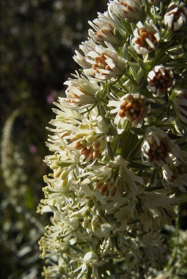 2008-03-23-280-Reseda