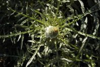 2008-03-23-281-Reseda