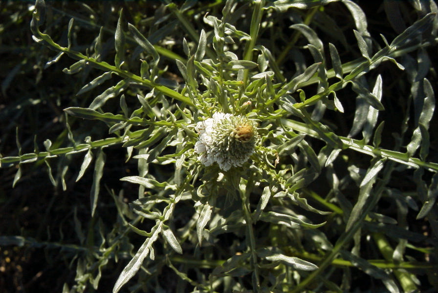2008-03-23-281-Reseda