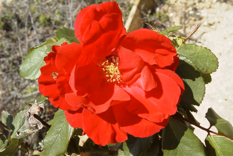 2008-03-23-282-Rose-growing-wild