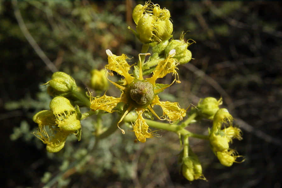 2008-03-23-284-Ruta-angustifolia