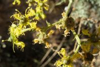 2008-03-23-285-Ruta-angustifolia