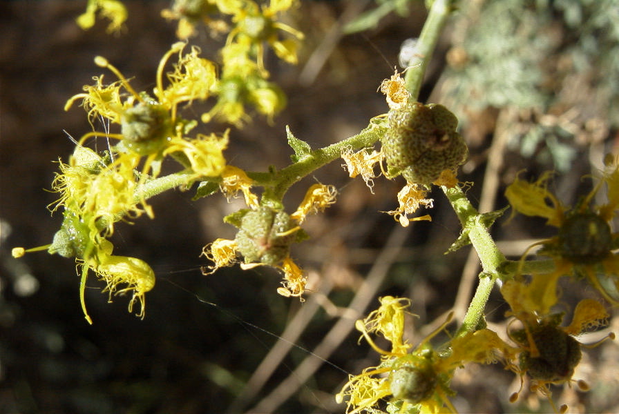 2008-03-23-285-Ruta-angustifolia