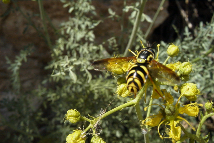 2008-03-23-286-Ruta-angustifolia