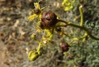 2008-03-23-287-Ruta-angustifolia